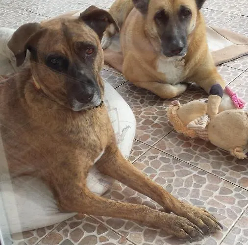 Privatunterkunft Casa Olyves Onil